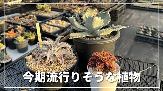 流行りそうな植物を３種紹介！肝は実生選抜