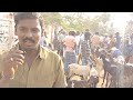 செம்மறி ஆடு நெல்லூர் ஆடு மலை ஆடு polur aattu santhai