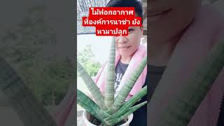 ไม้ฟอกอากาศที่องค์การนาซ่ายังหามาปลูก #sansevieria #ไม้ฟอกอากาศ #snakeplant #ไม้ปลูกในห้องนอน