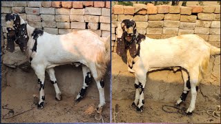 Mewati Totapuri Bakro ka Behtareen collection khassi Bakra Jodi adant 45+45 kg  weight 34 hight