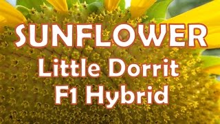 向日葵 Sunflower Little Dorrit F1 Hybrid