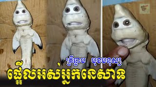 ​ក្តៅៗ ផ្អើលអស់អ្នកនេសាទ ចាប់បានកូនត្រីឆ្លាមមួយក្បាល មានមុខដូចមនុស្ស, Khmer News Today, Stand Up