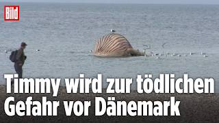 Einsatz gestoppt: Toter Buckelwal Timmy droht vor Dänemark zu explodieren
