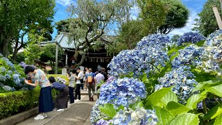 【4K Tokyo short trip】BUNKYO 播磨坂 から 紫陽花満開 の 白山神社　#アジサイ #紫陽花 #白山神社 #あじさい都内　#東京紫陽花名所