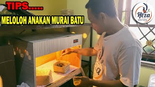 TIPS LOLOH ANAKAN MURAI BATU