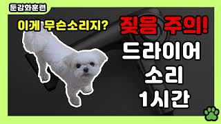 강아지 훈련용 드라이기 소리 1시간 / 둔감화 훈련