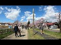 walking 喜多方・日中線しだれ桜並木 avenue of cherry trees in kitakata fukushima japan