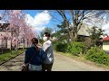 walking 喜多方・日中線しだれ桜並木 avenue of cherry trees in kitakata fukushima japan