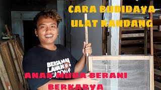 USAHA SEDERHANA BISA MENDAPAT PENGHASILAN BESAR,BUDIDAYA ULAT KANDANG.