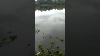 പുഴയിൽ നിന്നും ആറ്റു വാള (wallago attu) kerala river