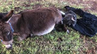 Donkey Tales Solomon - newborn baby mini donkey