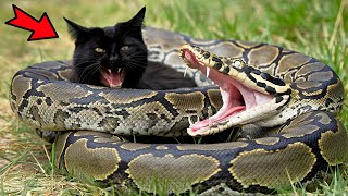 Python attacked a pregnant cat. Just look who came to her aid!