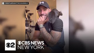 Death of Peanut the squirrel inspires legislation in New York