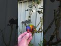 Rainbow Lorikeets Brave Thorny Rose for Juicy Grape  #rainbowlorikeet #cutebirds  #australianbird