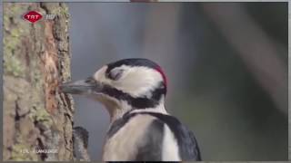 Woodpecker in Slow Motion !!!!!