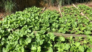 Life as a Farmer | Kitchen Garden | Farm to Table | Farming in Jamaica | Jamaica Nature Kitchen | 4K