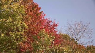 What to expect from this year's fall foliage season