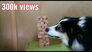 Dog Playing Jenga