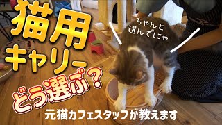 【猫のお世話】猫用キャリーバックの選び方