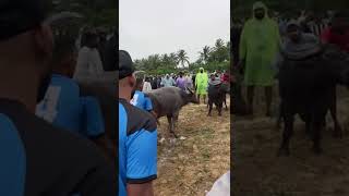 Napoli🆚Makod.. Goan Bull Fight #goa#india#sports