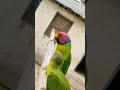 plum headed parrot