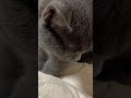 ふみふみする猫が可愛いすぎwww