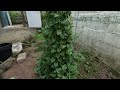 SPINACH HEAVEN! Propagating more SPINACH trees in the Walipini!