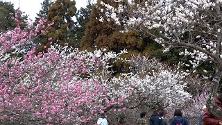 小田原フラワーガーデン 梅まつり“渓流の梅園” /Odawara Flower Garden Plum Blossom Festival \