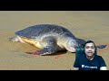 mass nesting of olive ridley turtles explained by neeraj pareek sir