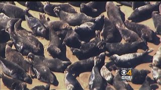 Shark Attacks Worry Swimmers On Cape Cod