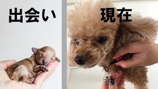 【漫画】犬を飼うとどうなる？