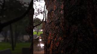 Beautiful detail in nature with rain 🌧️#forest #viralvideo #beautiful