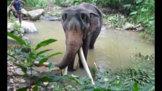 Pinnawala Elephant Orphanage in Sri Lanka, Sri Lanka.