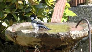 【庭に来る野鳥】今日のシジュウカラの水浴び。（2021/04/20）