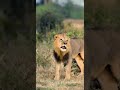 the two main things a male lion live for wildlife