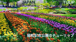 【JAPAN TRAVEL：TOKYO】Beautiful view of 250,000 tulips making Showa Kinen Park in colorful　Flower Vlog