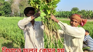 জমি থেকে অশ্বগন্ধা তোলা, কাটা, কিভাবে শুকনো করবেন A to Z ভিডিও তে দেখুন।