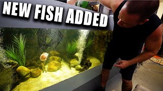 I added a TINY FISH to my monster fish tank - King of DIY aquarium gallery