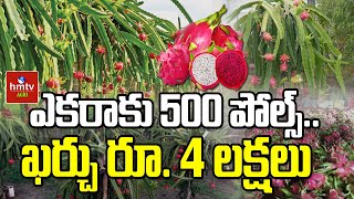 ఎకరాకు 500 పోల్స్‌.. ఖర్చు రూ. 4 లక్షలు | Special Story on Dragon Fruit Farming | hmtv Agri