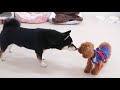 ちょっと大きい柴犬と小さいトイプードルの出会い　🐶ひみつきちなう！ 1🐶 チワワ 柴犬 トイプードル チワックス 2020年7月25日