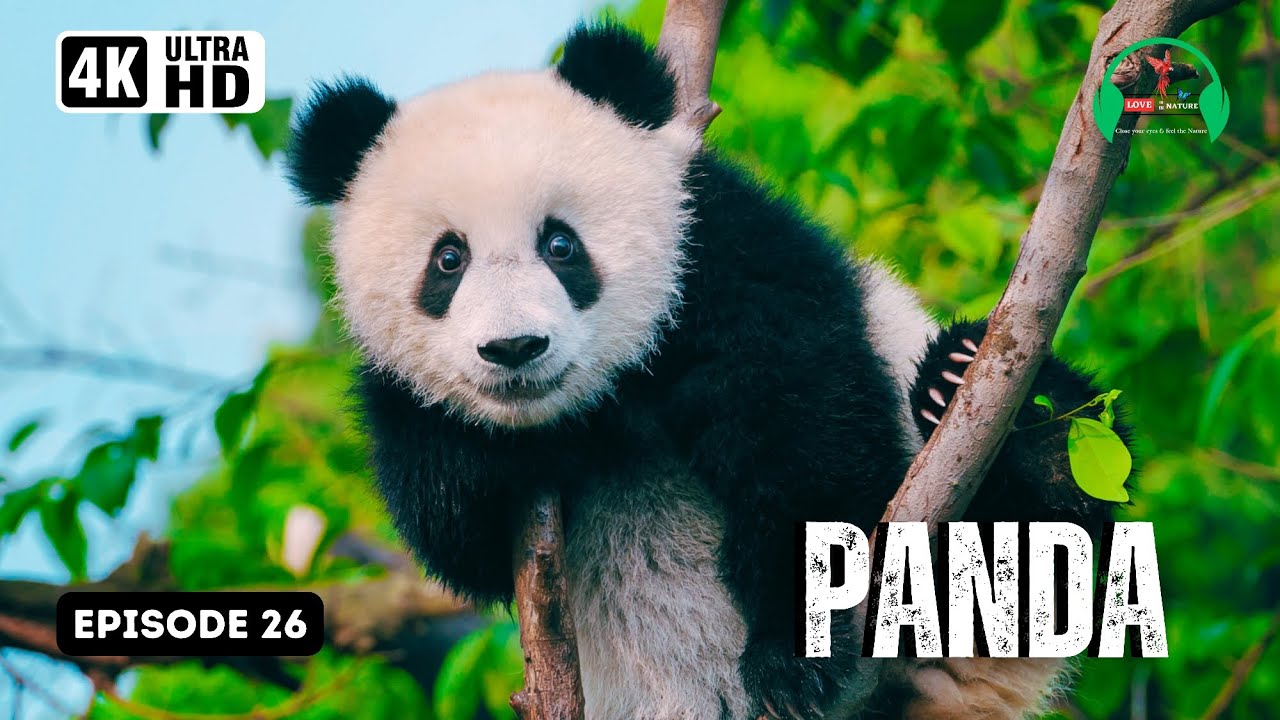 Discovering The Enigmatic World Of Pandas рџђј Insights Facts And