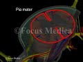 spinal meninges back and spinal cord