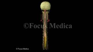 Spinal Meninges   Back and Spinal Cord