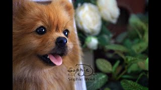 Pomeranian【Sophie Wool】handcraft needle felted realistic pet cat dog 3D portrait 2024