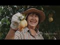 guava farming turn your orchard into a profitable venture