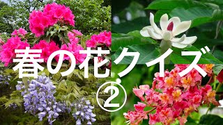 【脳トレ】春の花クイズ　② 　【高齢者施設など】2023年作成　レクリエーション用　山の花　５月の花　６月の花　春を感じるお花