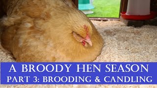 A Broody Hen Season: Part 3 Brooding \u0026 Candling