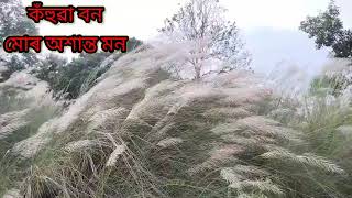 কঁহুৱা বন মোৰ অশান্ত মন শৰত আহে কহুৱা ফুলে। শৰৎ আহিলেহে পোৱা যায় শাৰদীয় দুৰ্গা পূজাৰ উমান,,,