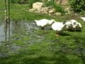 raising embden geese http www.thebackyardchickencoop.com http www.hpbaa.com