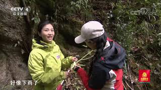 [远方的家]行走青山绿水间 植物界的“小矮人”——苔藓| CCTV中文国际